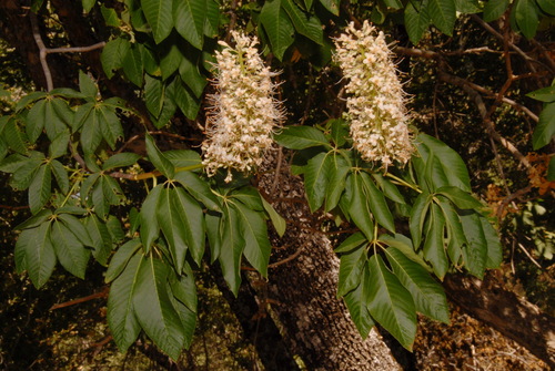 Aesculus californica (Californian Buckeye) — photo