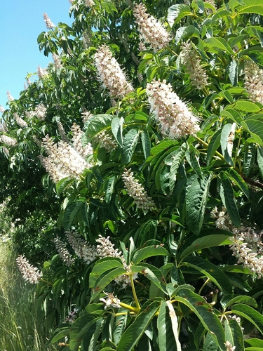 Aesculus californica (Californian Buckeye) — photo