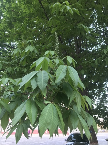 Aesculus chinensis (Chinese horse chestnut) — photo