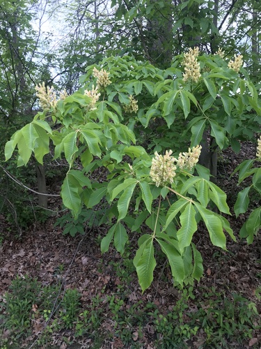 Aesculus flava (Sweet buckeye) — photo