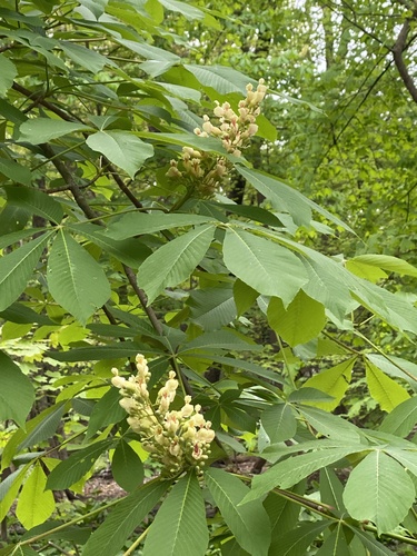 Aesculus flava (Sweet buckeye) — photo