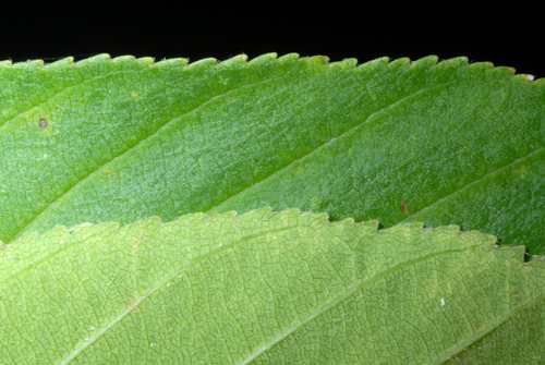 Aesculus glabra (Ohio buckeye) — photo