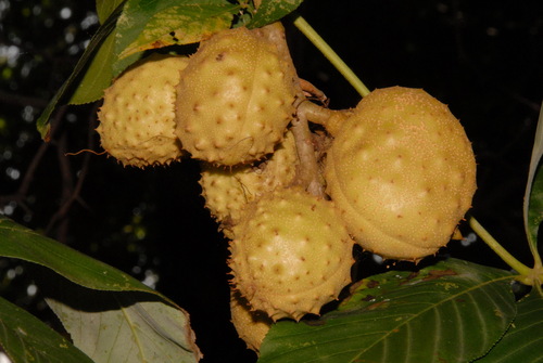 Aesculus glabra (Ohio buckeye) — photo