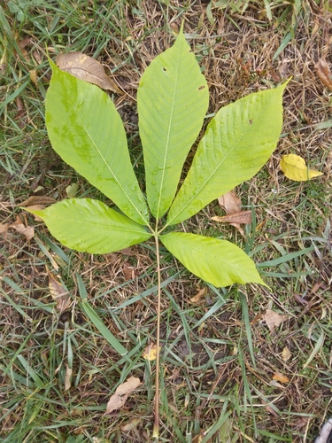 Aesculus hippocastanum (European horse chestnut) — photo