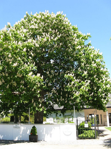 Aesculus hippocastanum (European horse chestnut) — photo
