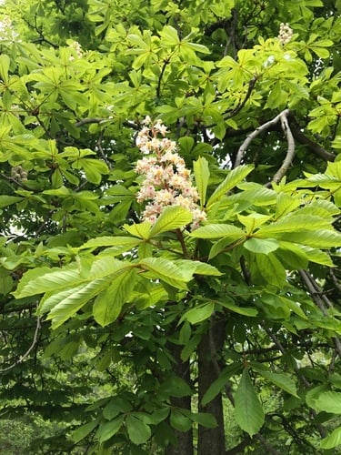 Aesculus hippocastanum