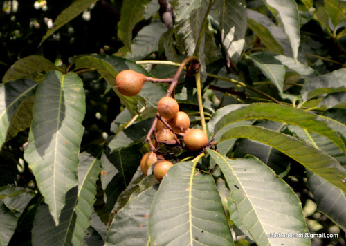 Aesculus indica (Indian chestnut) — photo