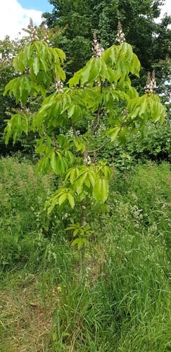 Aesculus indica (Indian chestnut) — photo