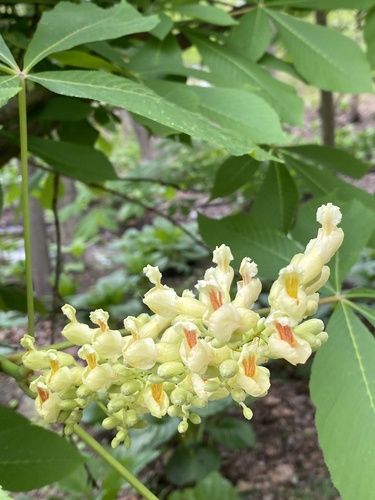 Aesculus octandra (Yellow buckeye) — photo