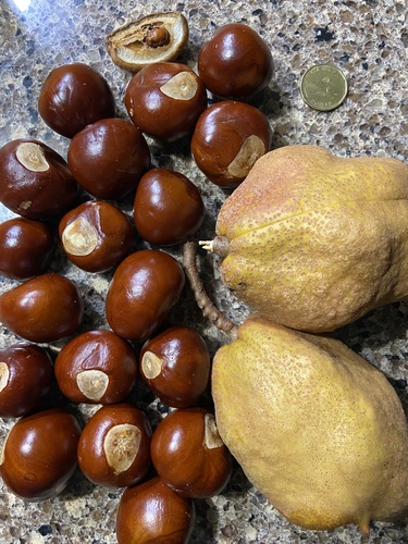 Aesculus octandra
