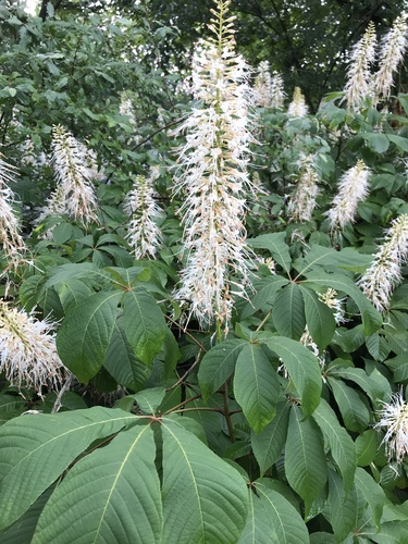 Aesculus parviflora (Dwarf buckeye) — photo