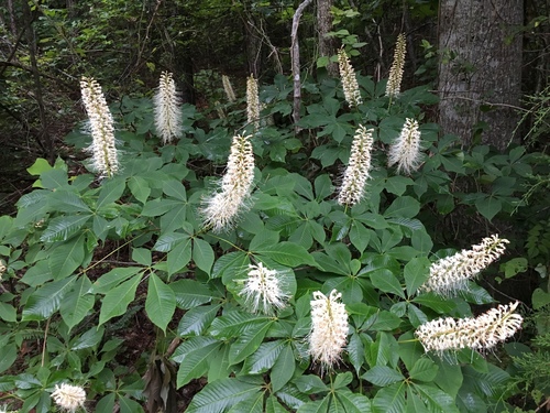 Aesculus parviflora