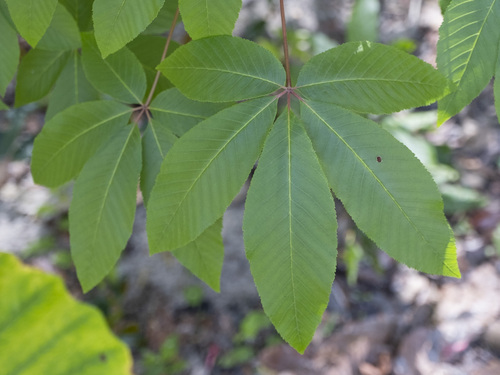 Aesculus pavia (Red buckeye) — photo