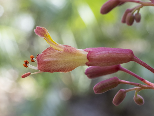 Aesculus pavia (Red buckeye) — photo