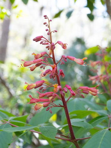Aesculus pavia