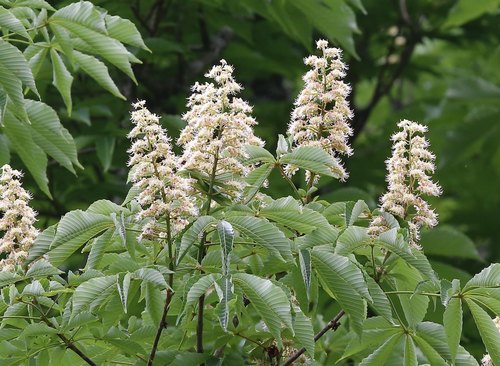 Aesculus turbinata (Japanese horse chestnut) — photo