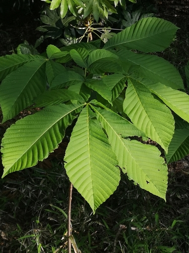 Aesculus turbinata (Japanese horse chestnut) — photo