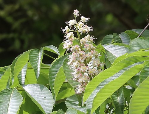 Aesculus turbinata
