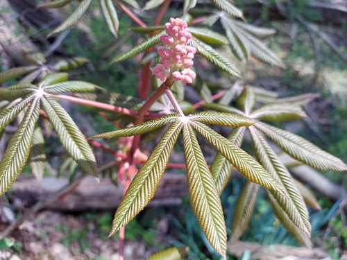 Aesculus x carnea (Red Horse chestnut) — photo
