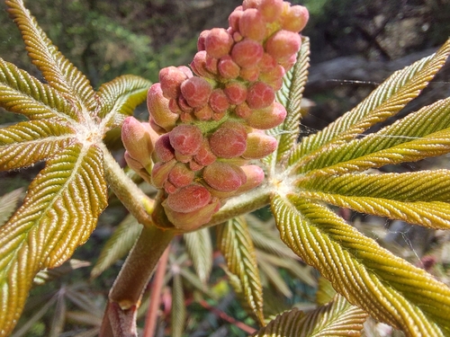 Aesculus x carnea (Red Horse chestnut) — photo