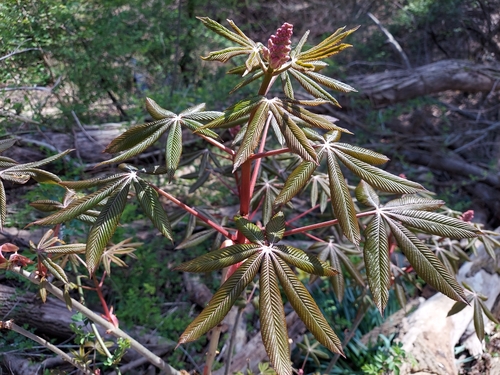 Aesculus x carnea