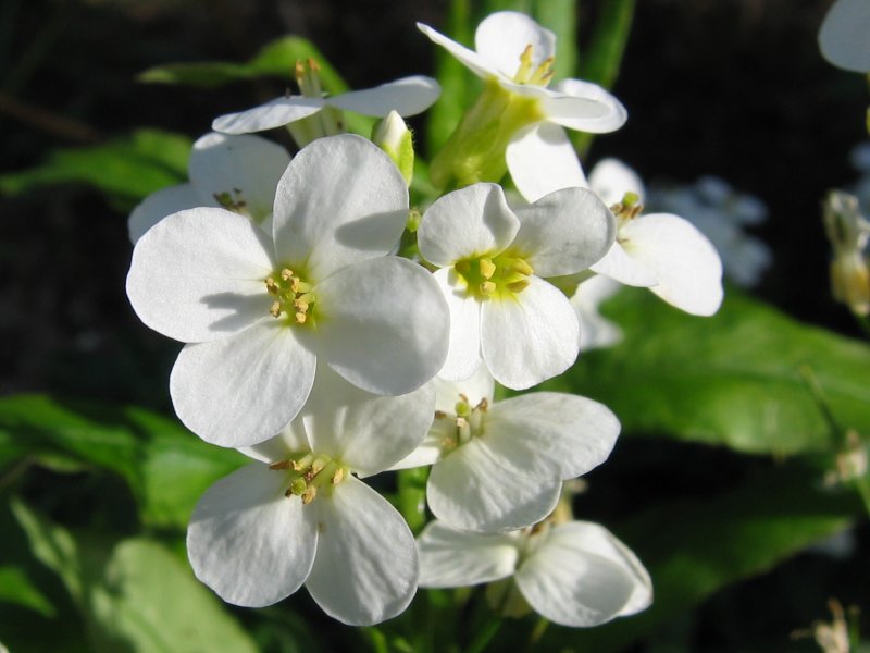 Aethionema cordifolium (Lebanese stonecress) — photo