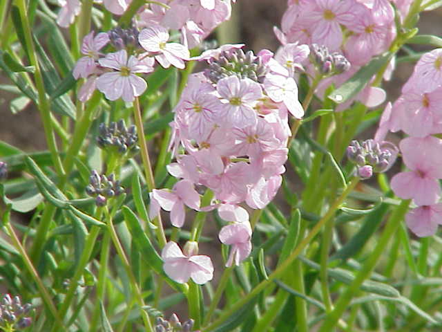 Aethionema cordifolium