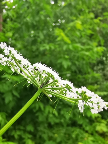 Aethusa cynapium (Fool’s parsley) — photo