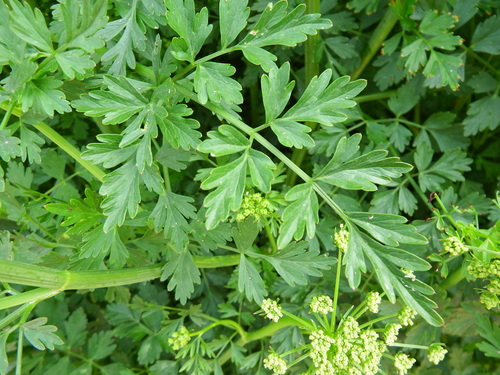 Aethusa cynapium (Fool’s parsley) — photo
