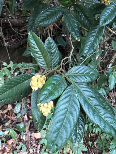Affonsea bullata — photo