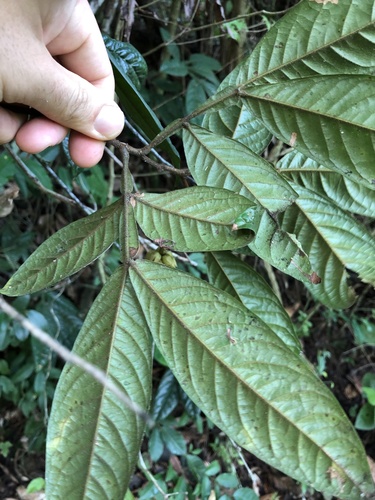 Affonsea bullata — photo