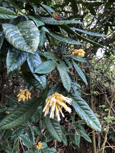 Affonsea bullata