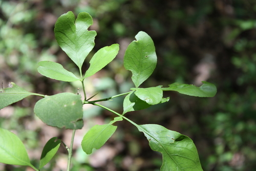 Afraegle paniculata (African afraegle) — photo