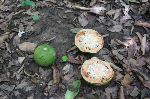 Afraegle paniculata (African afraegle) — photo