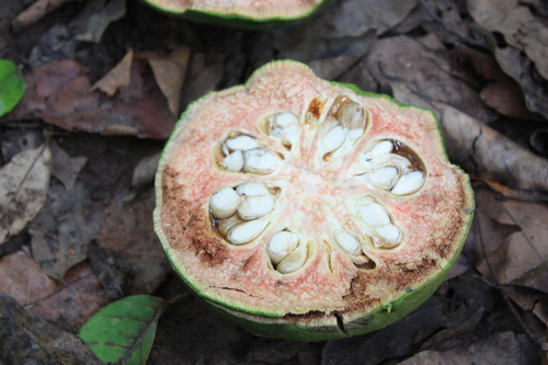 Afraegle paniculata
