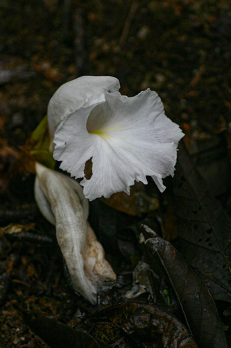 Aframomum albiflorum — photo