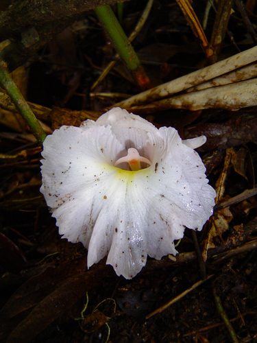 Aframomum albiflorum — photo