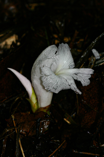 Aframomum albiflorum