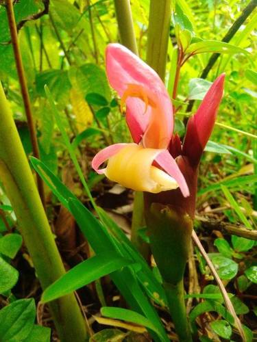 Aframomum angustifolium (Madagascar cardamom) — photo