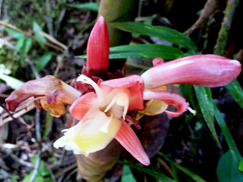 Aframomum angustifolium (Madagascar cardamom) — photo
