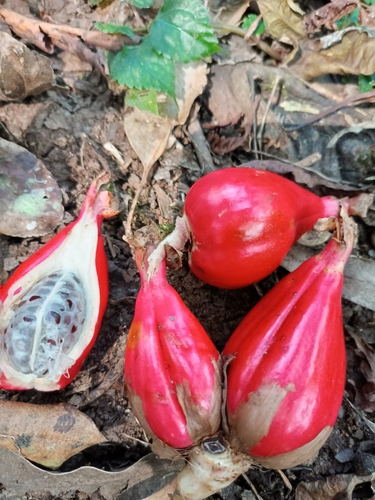 Aframomum corrorima