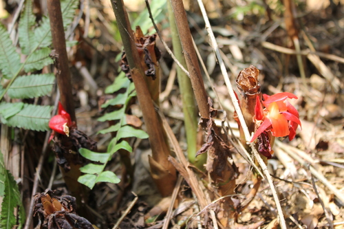 Aframomum daniellii