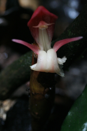 Aframomum daniellii (Cameroon's cardamom) — photo