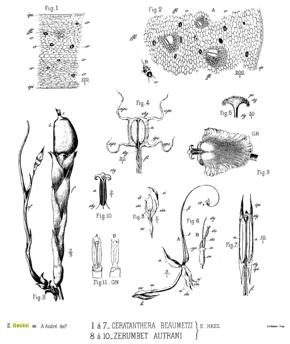 Aframomum exscapum (Guinea grains) — photo