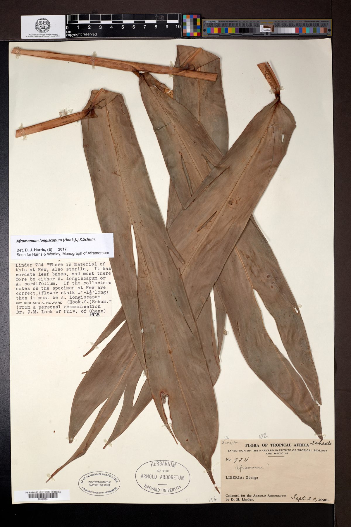 Aframomum longiscapum (Grains of Paradise) — photo