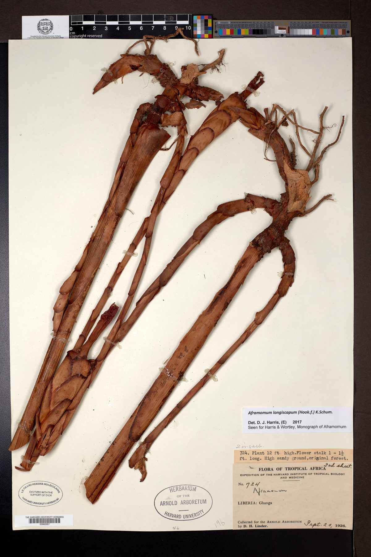 Aframomum longiscapum