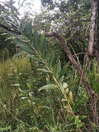 Aframomum melegueta