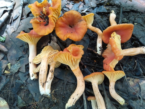 Afrocantharellus platyphyllus