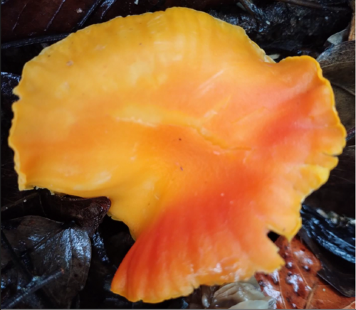 Afrocantharellus symoensii — photo