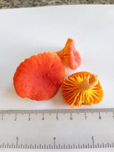 Afrocantharellus symoensii — photo